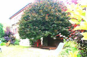 Bild 29: Ferienhaus Gabriela mit eingezäunten Garten und privatem Swimmingpool