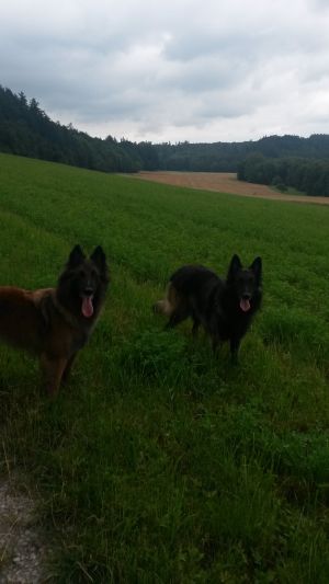 Bild 4: Ferienhaus Gabriela mit eingezäunten Garten und privatem Swimmingpool