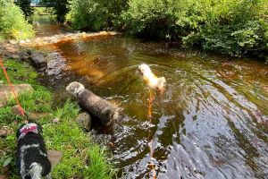 Bild 46: gemütliches DG Einraum Apartment Tannenwipfel mit Infrarotsauna