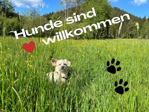 top Ausstattung für Hunde

Hundebett
Näpfe
Handtücher
Spiele

Bäche in der Umgebung zum Baden

Hunde wohnen bei uns gratis - Bild 2: gemütliches DG Einraum Apartment Tannenwipfel mit Infrarotsauna