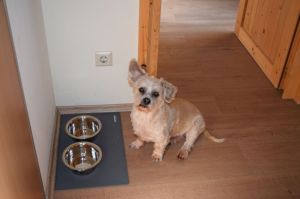 Bild 9: gemütliches DG Einraum Apartment Tannenwipfel mit Infrarotsauna