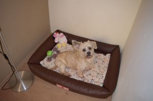 Bild 11: gemütliches DG Einraum Apartment Tannenwipfel mit Infrarotsauna