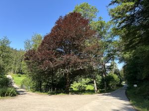 wandern zum Rohmbachhof
hoch hinauf zum Kaltenbronn
premium Wanderweg Heidelbeerweg - Bild 42: gemütliches DG Einraum Apartment Tannenwipfel mit Infrarotsauna