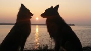 Bild 12: Ferienhaus Antje mit eigenem eingezäunten Garten in Holland