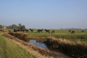 Umgebung fußläufig vom Haus - Bild 10: Ferienhaus Antje mit eigenem eingezäunten Garten in Holland