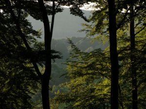 Wald im Lautertal - Bild 10: Wallbacher Hirtenhaus - Das Ferienhaus für Hund und Mensch im Odenwald