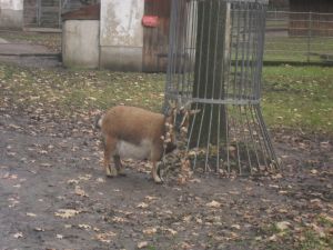 Bild 23: Ferienwohnung Gentsch in Schmannewitz - Eine FeWo NUR für Sie -