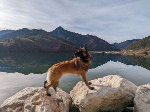 Hunde sind herzlich willkommen. - Bild 14: wunderbar ruhig und romantisch gelegenes Ferienhaus in Bezzecca am Ledrosee
