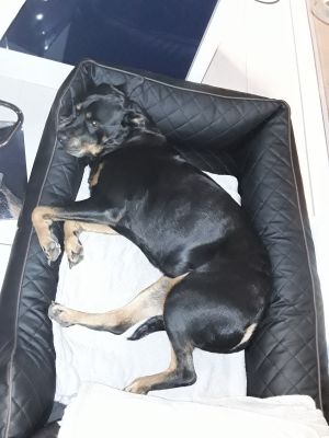 für große und kleine Schnuffies geeignet.
Material: pflegeleichtes Kunstleder - Bild 7: Ferienhaus Windrose II am Ostseestrand von Schönberg-Kalifornien