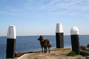 Bild 14: N129a versteckt zwischen Büschen und Bäumen und doch strandnah