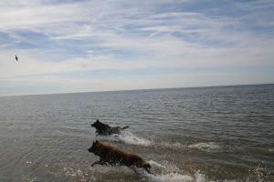 Bild 13: N129a versteckt zwischen Büschen und Bäumen und doch strandnah