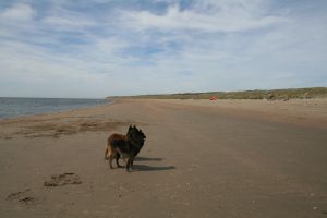 Bild 12: N129a versteckt zwischen Büschen und Bäumen und doch strandnah