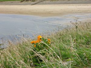 Bild 15: Haus bis 7 Pers, Sauna, fußläufig zum Meer mit eingez. Garten Wemeldingen