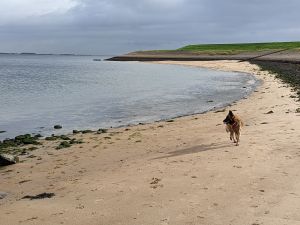 Bild 13: Haus bis 7 Pers, Sauna, fußläufig zum Meer mit eingez. Garten Wemeldingen