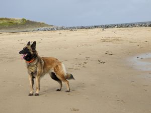 Bild 11: Haus bis 7 Pers, Sauna, fußläufig zum Meer mit eingez. Garten Wemeldingen