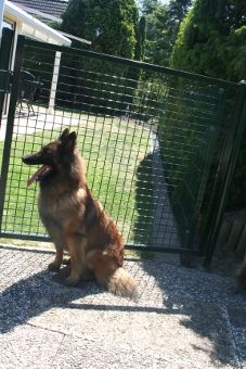 Bild 15: FH Sheltiehouse mit eingezäunten Garten + strandnah! Hunde willkommen
