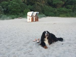 Bild 10: Dänisches Ferienhaus am Naturstrand mit Kamin & Sauna***Hunde willkommen***