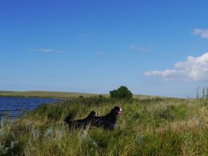 Ein Paradies im Herzen der Natur - Bild 12: Dänisches Ferienhaus am Naturstrand mit Kamin & Sauna***Hunde willkommen***