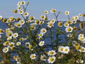 einfach Sommer - Bild 13: Dänisches Ferienhaus am Naturstrand mit Kamin & Sauna***Hunde willkommen***