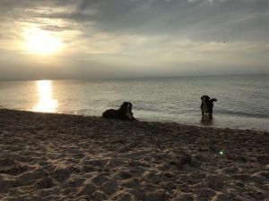 Nach einem wunderbaren Tag am Meer - Bild 15: Dänisches Ferienhaus am Naturstrand mit Kamin & Sauna***Hunde willkommen***
