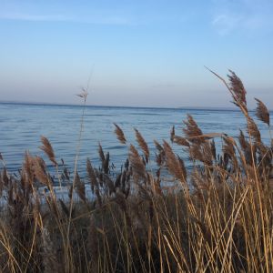 Winterimpression - Bild 16: Dänisches Ferienhaus am Naturstrand mit Kamin & Sauna***Hunde willkommen***