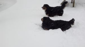Unsere Hunde haben immer voll den Spaß im Schnee - Bild 15: Casa Benno