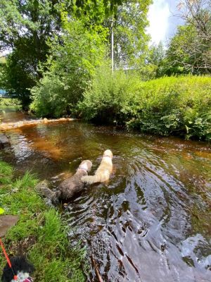 am Bach nur 200 Meter entfernt - Bild 47: exklusive FeWo Wildbach Infrarotsauna, 2 Schlafzimmer, Garten