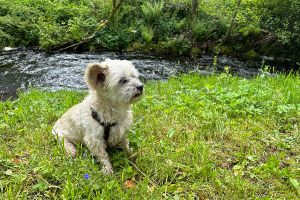 für Hunde gibt es einige Badestellen an Wildbächen - Bild 46: exklusive FeWo Wildbach Infrarotsauna, 2 Schlafzimmer, Garten
