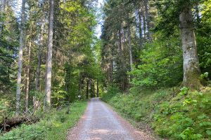 Abenteuerlicher Rundweg - Bild 43: exklusive FeWo Wildbach Infrarotsauna, 2 Schlafzimmer, Garten