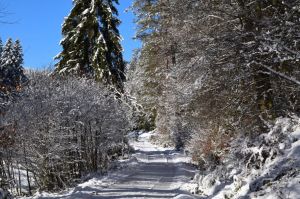 sehr schöne Wanderwege direkt ab unsere Haustüre - Bild 55: exklusive FeWo Wildbach Infrarotsauna, 2 Schlafzimmer, Garten