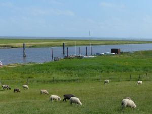 Bild 16: Ferienhaus Wattwurm II - gemütlich mit der Familie und Hund im Urlaub