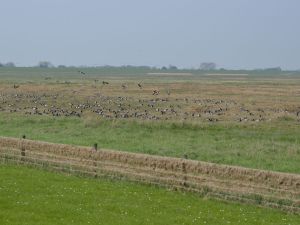 Bild 17: Hübsches Ferienhaus Coyle im Nordseebad Dangast für 4 Personen+Hund (75qm)