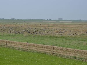 Bild 18: Ferienhaus Kern im Nordseebad Dangast (75qm, 5 Pers.) unweit des Kurhauses