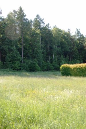 der Wald ist direkt vor Ihrer Haustüre - Bild 16: Lahnperle mit WLAN - Ihr Zuhause im Lahntal, Kinder Hunde willkommen
