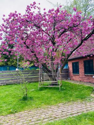 Bild 7: Traum-Ferienhaus für den Ostsee-Urlaub mit mehreren Hunden