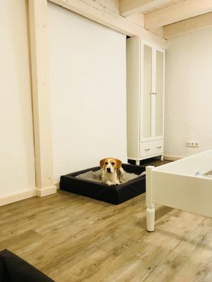 Bild 7: Ferienhof Pfotenglück in der Eifel Einheit Waldblick