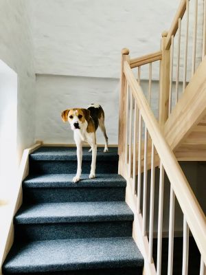 Bild 3: Ferienhof Pfotenglück in der Eifel