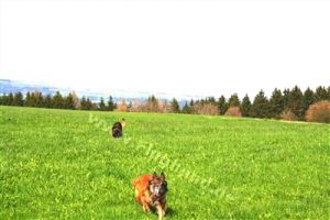 Bild 9: Haus Sonnenwinkel im Schwarzwald mit eingezäunten Garten