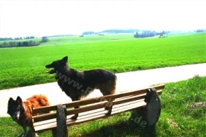 zahlreiche Wanderwege direkt ab dem Haus - Bild 8: Haus Sonnenwinkel im Schwarzwald mit eingezäunten Garten