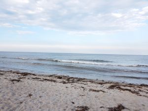 Bild 17: Ferienhaus Kleine Waldkate, 3 Hunde, 2000 m² Garten eingezäunt, ruhige Lage