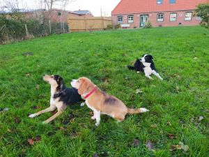 Bild 12: Ferienhaus Kleine Waldkate, 3 Hunde, 2000 m² Garten eingezäunt, ruhige Lage