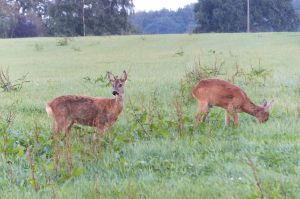 Bild 16: Ferienhaus Kleine Waldkate, 3 Hunde, 2000 m² Garten eingezäunt, ruhige Lage