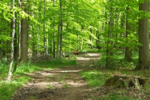 Bild 13: Ferienhaus Kleine Waldkate, 3 Hunde, 2000 m² Garten eingezäunt, ruhige Lage