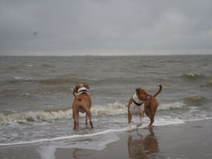 Unsere Vierbeiner geniessen es im Meer zu baden bzw toben. Auch wenn es mal wolkenbehangen ist. Der Hund (und auch sein Herrchen) kennt kein schlechteres Wetter. Hier am Knock in Emden. Ein Vorteil, man ist meist für sich allein - Bild 19: Nordseenahes Ferienhaus in Ostfriesland für Familie und Co