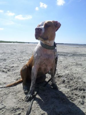 Hier ist immer einiges los. Ich muss sagen, ich finde den Hundestrand hier besser als den "Menschenstrand". Die Hunde können hier direkt vom Sandstrand ins Wasser oder auch im Schlick toben. Seit neustem gibt es auch eine eingezäunte Freilauffläche mit Strandkörben für die Menschen und die Vierbeiner. - Bild 20: Nordseenahes Ferienhaus in Ostfriesland für Familie und Co