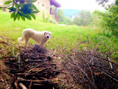 Bild: Urlaub in Süd-Piemont mit dem Hund
