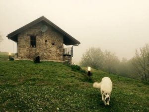 Bild 11: Urlaub in Süd-Piemont mit dem Hund