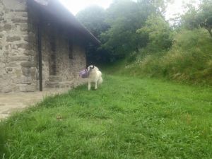Bild 16: Urlaub in Süd-Piemont mit dem Hund