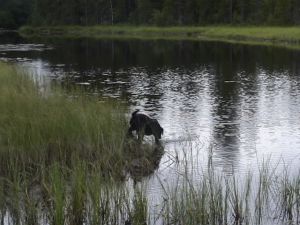 Bild 22: Holzhaus wo der Elch wohnt in Ekshärad Värmland, Mittelschweden, Ruderboot