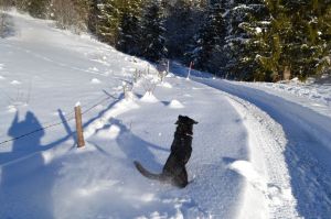 Bild 21: Ferienwohnung Kira, nur mit Hund im Allgäu. Haus Christl Cranz / Steibis